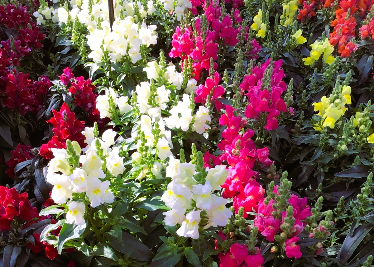 Monheimer Blumenmarkt